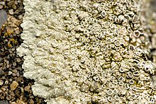 2021 Lecanora muralis