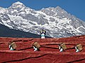 Jade Dragon Snow Mountain