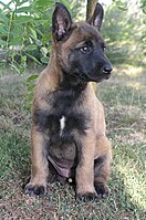 Seekor anak anjing Malinois