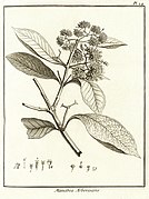 Manabea arborescens Aublet 1775 pl 24.jpg