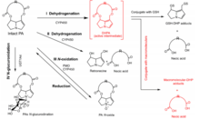 Gambar 2. Jalur metabolisme utama PA. Ada empat jalur metabolisme utama: untuk PA, sebagai berikut: (I) dehidrogenasi, (II) hidrolisis, (III) N-oksidasi, dan (IV) N-glukuronidasi. Di antara mereka, dehidrogenasi PA diakui sebagai yang paling jalur aktivasi metabolik penting karena DHPA diproduksi oleh dehidrogenasi sangat elektrofilik dan dapat bergabung dengan makromolekul seluler penting seperti: protein dan asam nukleat untuk memulai toksisitas. Singkatan: CYP450, cytochrome P450; DHPA, alkaloid dehydropyrrolizidine; FMO, monooksigenase yang mengandung flavin; GSH, glutathione; PA, alkaloid pirolizidin; UGT, uridin difosfat glucuronosyltransferase.
