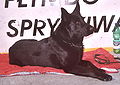 Black German Shepherd Dog