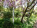 Peace Pole and Cherry Tree planted by Hiroshima Survivors at Faslane Peace Camp, Scotland (on 6 August 1985)