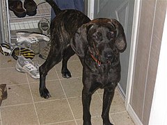 Plott Hound caught playing with shoes.jpg