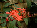 Chitrak (Plumbago)