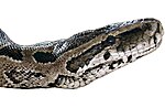 Python natalensis