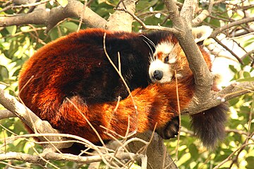 Red Panda