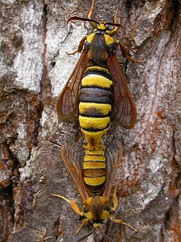 Tuopinis stiklasparnis (Sesia apiformis)