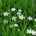 Stellaria holostea