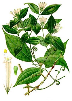 Strychnos toxifera (ezalí Likalakonki té)