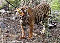 Male tiger at Ranthambore National Park