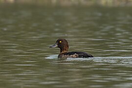 Tufted duck 04.jpg