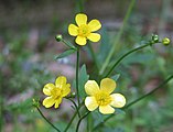 ウマノアシガタの花