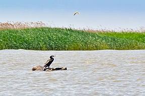 Kormoran im Donaudelta, 2012