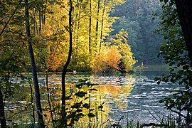 Малкото езеро Шинкензее в природния резерват Шлаубетал