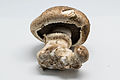 Image 6Agaricus bisporus mushroom is a cultivated edible mushroom for foods and has many names such as "champignon", " button mushroom", "white mushroom", and " portobello" (from Mushroom)