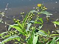 Lysimachia vulgaris