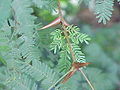 Dedaunan Acacia collinsii