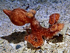 Agitated Starry Night Octopus.jpg