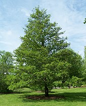 Alnus glutinosa