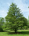 cultivated, Morton Arboretum acc. 301-86*4