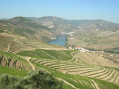 The cultivated hillsides of the Douro river valley of Northern Portugal.