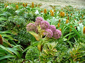 A. latifolia and B. rossii