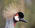 33 Grey Crowned Crane (Balearica regulorum), Martin Mere, Lancashire, UK uploaded by Baresi F, nominated by Baresi F