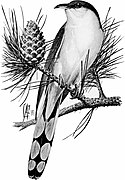 Birdcraft (1903), plate 50.jpg