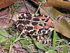 Description de l'image Bufo pantherinus.jpg.