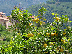 A lemon tree in Corsica