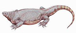 Cotylorhynchus