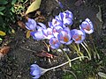 Crocus speciosus (H)