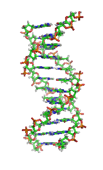 Modélisation tridimensionnelle de la structure en double hélice de la molécule d'ADN. (définition réelle 290 × 477)