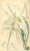 Dendrobium amboinense