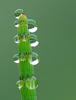 Een waterdruppel kan als een lens werken