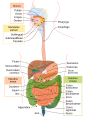 interlingua