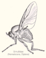 Мошки (Simuliidae), 1500 видов