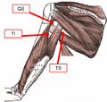 Muscles on the dorsum of the scapula, and the triceps brachii.
