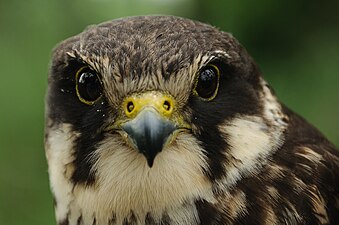 Portret van een jonge boomvalk Wielkopolskie, Polen