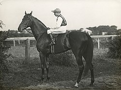 Lavendo, 1915 winner