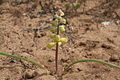 Leopoldia gussonei