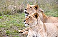 Löwenpärchen in Botlierskop Game Reserve in Südafrika