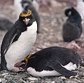 Tučňák žlutorohý