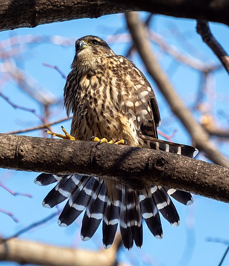 Merlin in Prospect Park