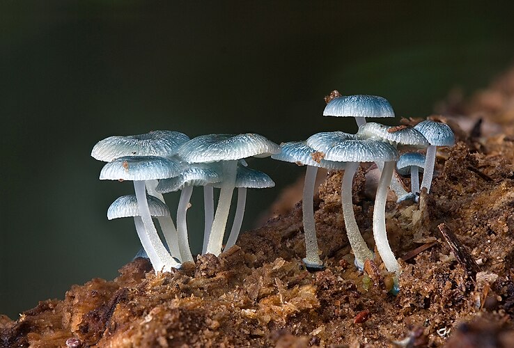 Мицена прерванная (Mycena interrupta) в миртовом лесу в Коллинсвэйле (Тасмания)