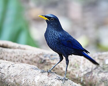 Blue whistling thrush, by JJ Harrison