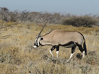 'n Gemsbok naby Okevi, Etosha.