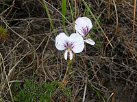 Pelargonium myrrhifolium