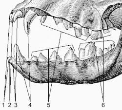 Зубы собаки: 1, 2, 3 — резцы, 4 — клыки, 5 — премоляры, 6 — моляры.